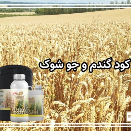 کود مخصوص گندم و جو شوک 100٪ تضمینی