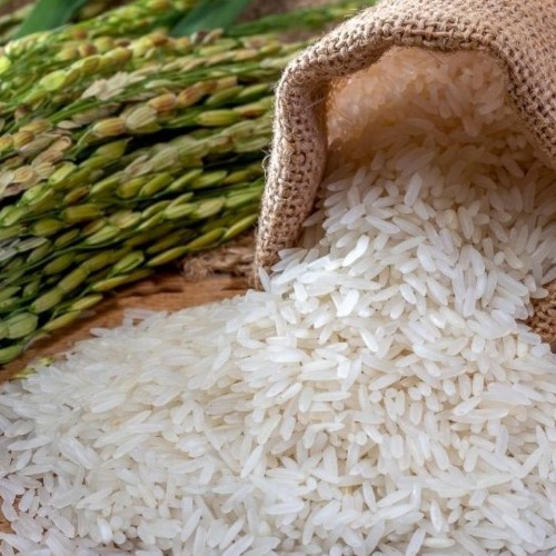 از بین بردن شپشک برنج