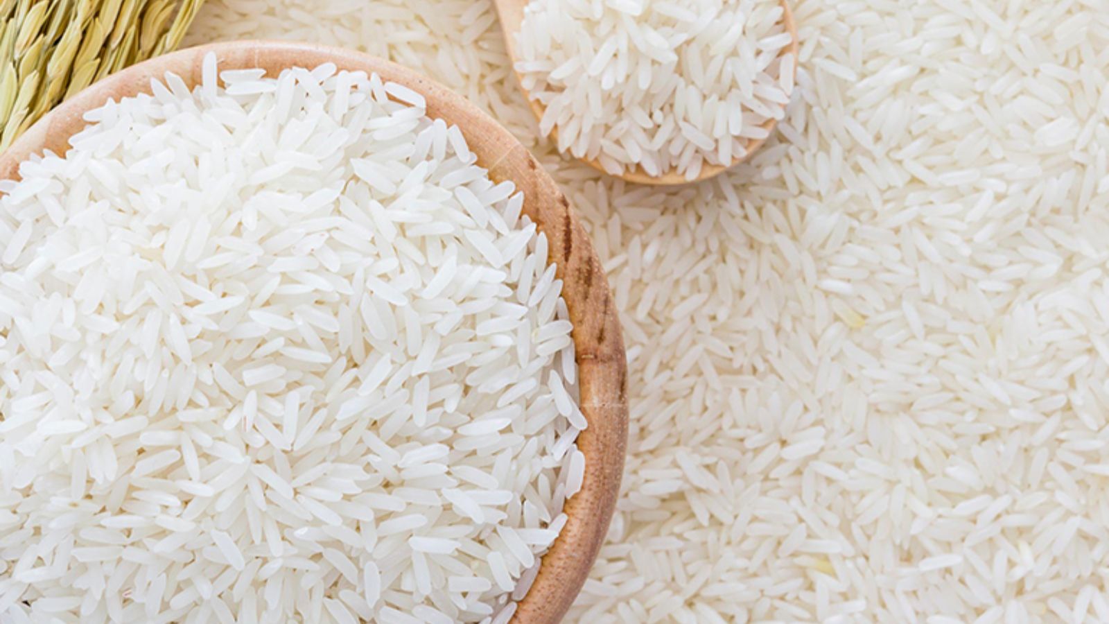 شپشک برنج چه شکلیه