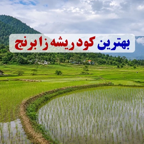 کود ریشه زا برنج